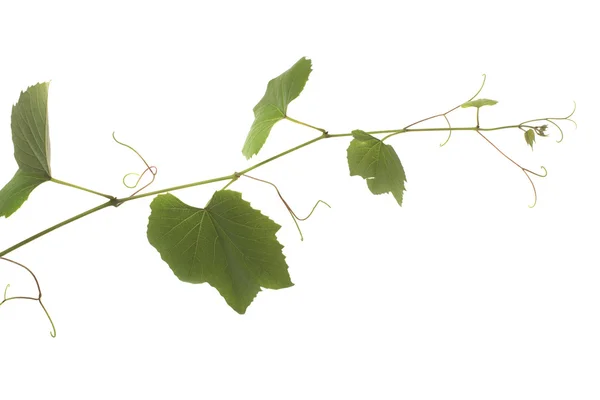 Grape leaves — Stock Photo, Image