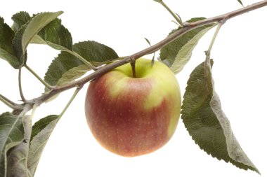 yaprak ıslak Kırmızı elma