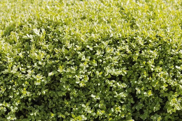 Boxwood hedge after rain closeup — Stock Photo, Image