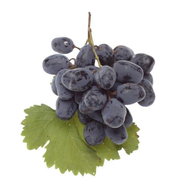 Bulgarian blue grape cluster with leaves — Stock Photo, Image