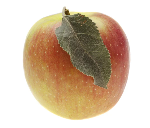 Rött våta äpple med blad — Stockfoto