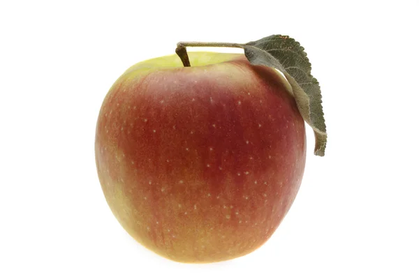 Rött våta äpple med blad — Stockfoto