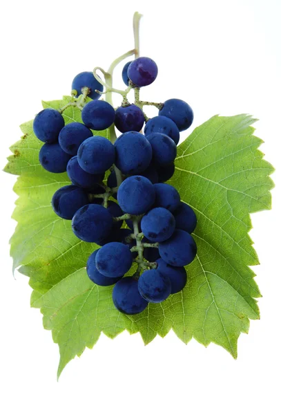 Blue grape cluster with leaves — Stock Photo, Image