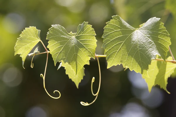 Leaves of a vine in a vineyard on  blue sky — Stock Photo, Image