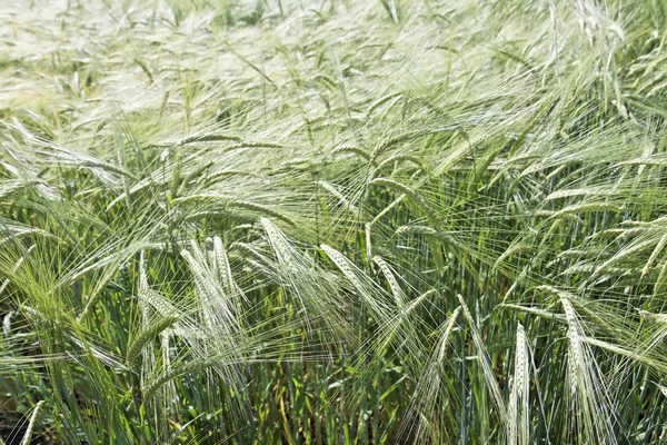 Bulgarian Golden wheat growing in a farm field — Stock Photo, Image
