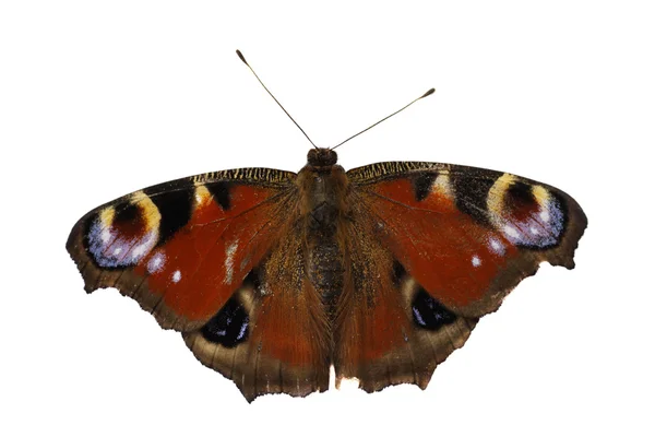 Der Schmetterling ist isoliert auf weißem Hintergrund — Stockfoto