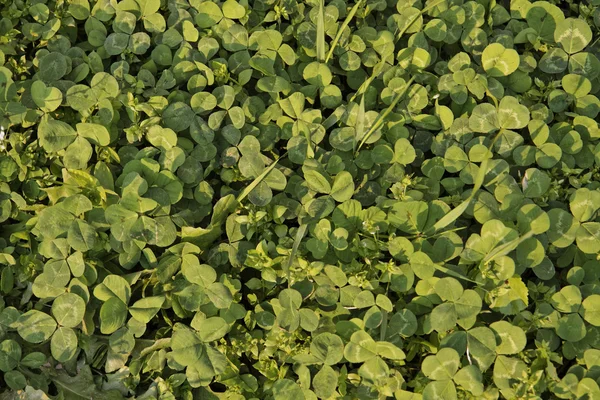 녹색 잎은 배경으로 유용하다 — 스톡 사진