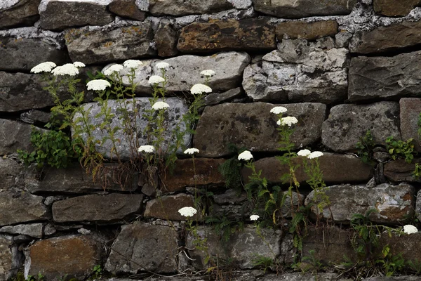 Alte Mauer in Steinen — Stockfoto