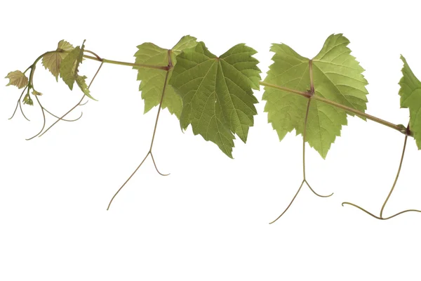 Grape leaves — Stock Photo, Image