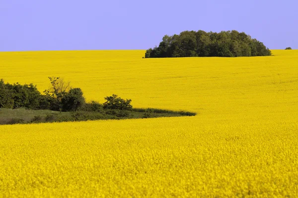 Yellow landscape with rape field — Stock Photo, Image