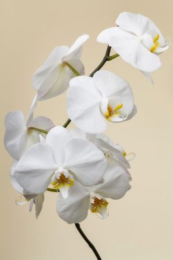 Beyaz Orkide 
