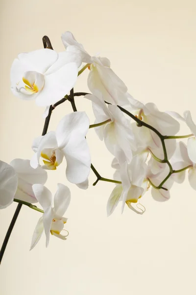 Witte orchidee — Stockfoto