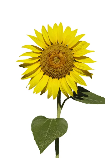 Sunflower isolated over white background — Stock Photo, Image