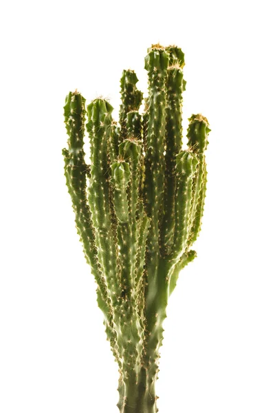 Kaktus isoliert über Weiß — Stockfoto