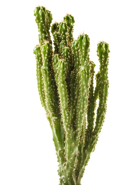 Kaktus isoliert über Weiß — Stockfoto