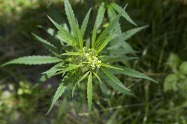 Gün batımında taze marihuana bitkisi detayı. Seçici odaklanma. Alçak alan derinliği.