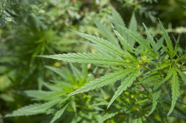 Gün batımında taze marihuana bitkisi detayı. Seçici odaklanma. Alçak alan derinliği.