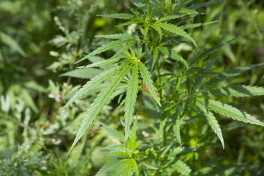 Gün batımında taze marihuana bitkisi detayı. Seçici odaklanma. Alçak alan derinliği.