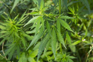 Gün batımında taze marihuana bitkisi detayı. Seçici odaklanma. Alçak alan derinliği.