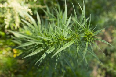 Gün batımında taze marihuana bitkisi detayı. Seçici odaklanma. Alçak alan derinliği.