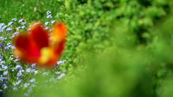 Schöne rote Tulpen im natürlichen heimischen Garten 4k prores 10bit — Stockvideo