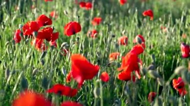 çiçek açan ve Rüzgar haşhaş haşhaş alan Prores 4.2.2 dans alanı. 10 bit