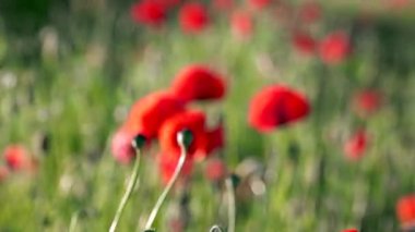 çiçek açan ve Rüzgar haşhaş haşhaş alan Prores 4.2.2 dans alanı. 10 bit