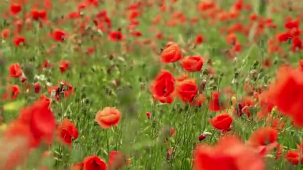 Campo de floração e dança nas papoilas do vento, Poppy campo ProRes 4.2.2. 10bit — Vídeo de Stock
