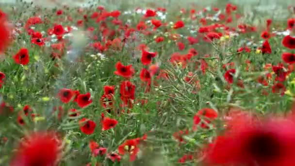 Campo de floración y baile en las amapolas de viento, amapola campo ProRes 4.2.2. 10 bits — Vídeo de stock