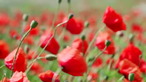 Field of blooming and dancing in the wind poppies, Poppy field ProRes 4.2.2. 10bit — Stock Video