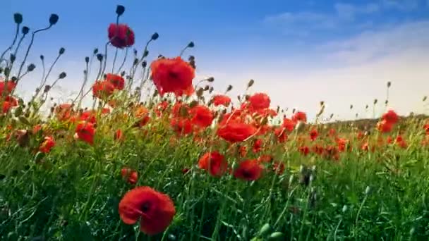 Field of blooming and dancing in the wind poppies, Poppy field ProRes 4.2.2. 10bit — Stock Video