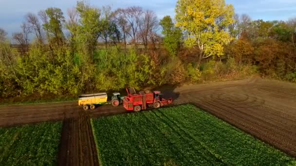 Sklizeň cukrové řepy technologie, kombinovat sklizená řepa v Polsku — Stock video