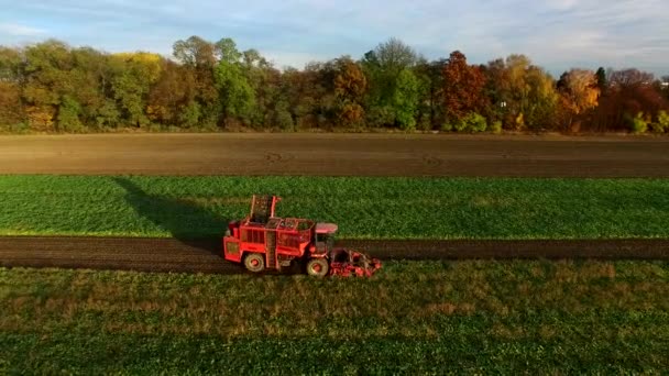 Şeker pancarı hasat teknoloji, birleştirme Polonya pancar hasat. — Stok video