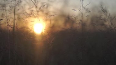 Yaz günbatımı alanın üzerinde