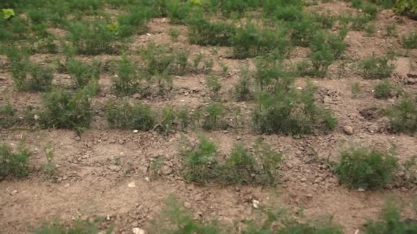 Zanahoria fresca creciendo en el campo — Vídeos de Stock