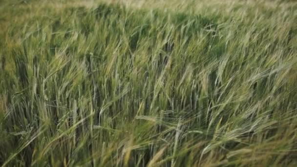 Поле, полное зеленой пшеницы — стоковое видео