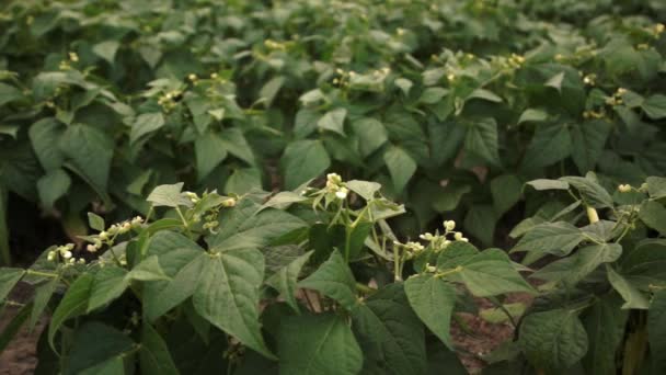 Verduras frescas que crecen en el campo — Vídeo de stock