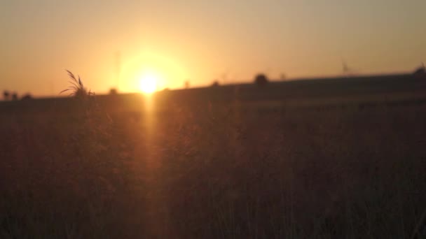 Zomer zonsondergang over veld — Stockvideo