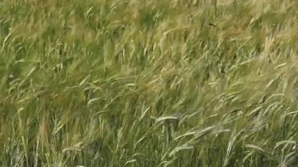 Campo cheio de trigo verde — Vídeo de Stock