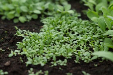 küçük bir sera sebze