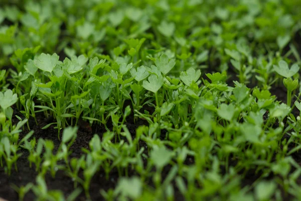Kis zöldség az üvegházhatást okozó — Stock Fotó