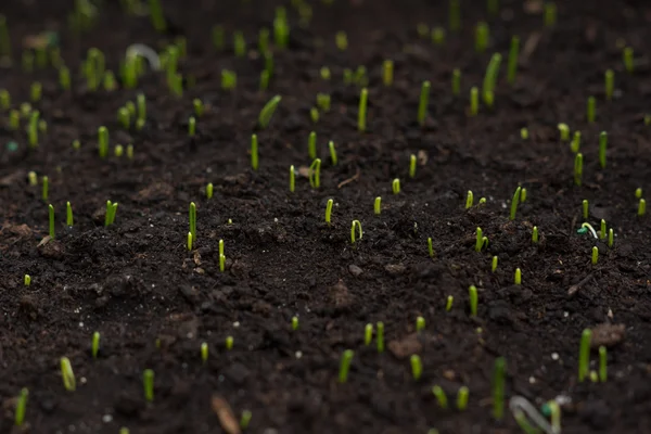 Petits légumes dans une serre — Photo