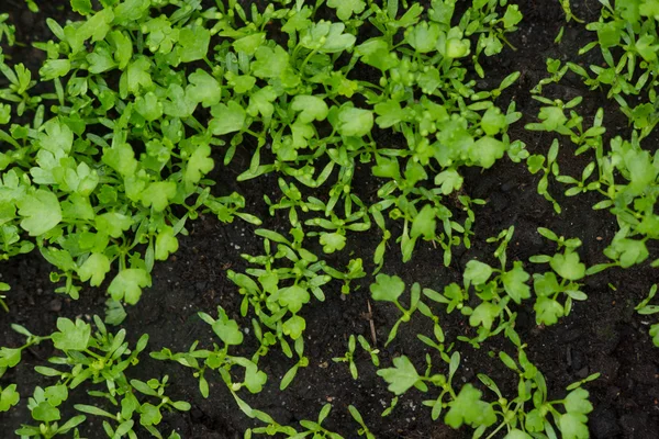 Pequenas verduras em uma estufa — Fotografia de Stock