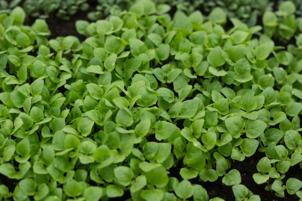 Małych warzywa w szklarni — Zdjęcie stockowe