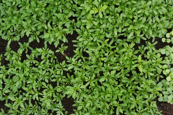 Kis zöldség az üvegházhatást okozó — Stock Fotó