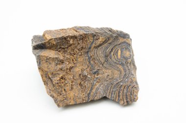 macro photo of stromatolites clipart