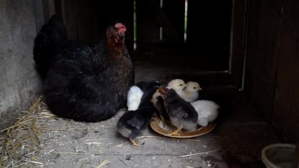 Pollitos comiendo comida — Vídeos de Stock