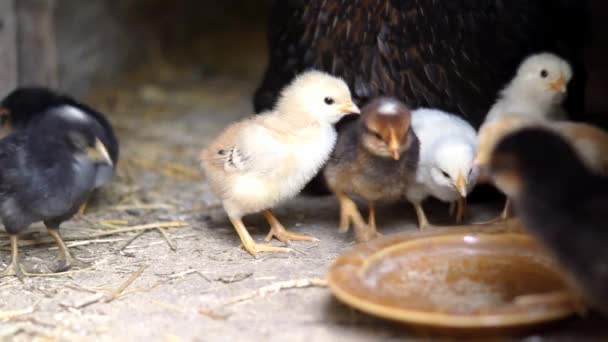 Маленькие цыплята едят пищу — стоковое видео