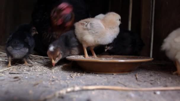 Pollitos comiendo comida — Vídeos de Stock