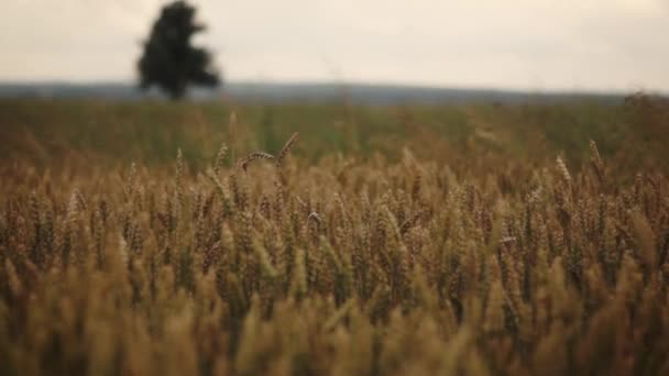 Пшеница растет на поле — стоковое видео